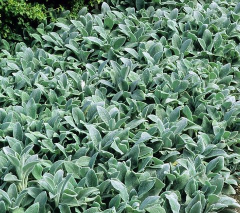 Stachys byzantina 'Silver Carpet'