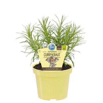 Helichrysum angustifolium