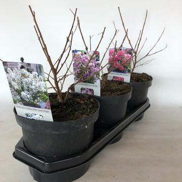 Lagerstroemia indica MIX