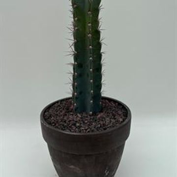 Cereus peruvianus