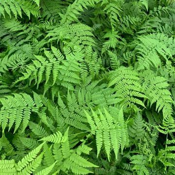 Athyrium filix-femina 'Lady in Red'