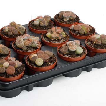 Lithops MIX