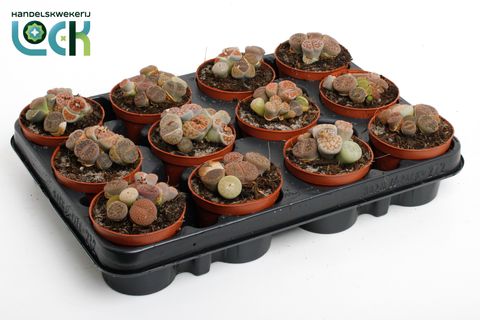 Lithops MIX