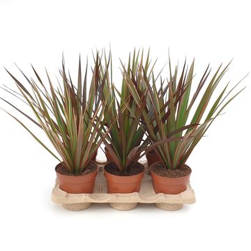 Dracaena MIX