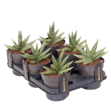 Sansevieria 'Inti Mini No.4'