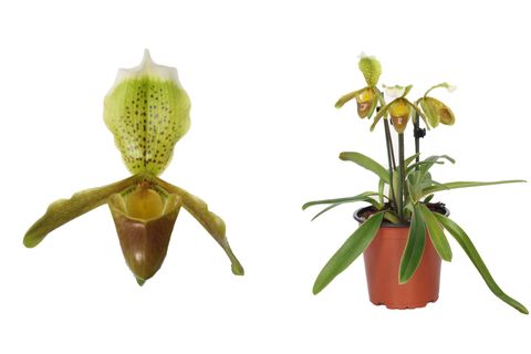 Paphiopedilum 'Florida'