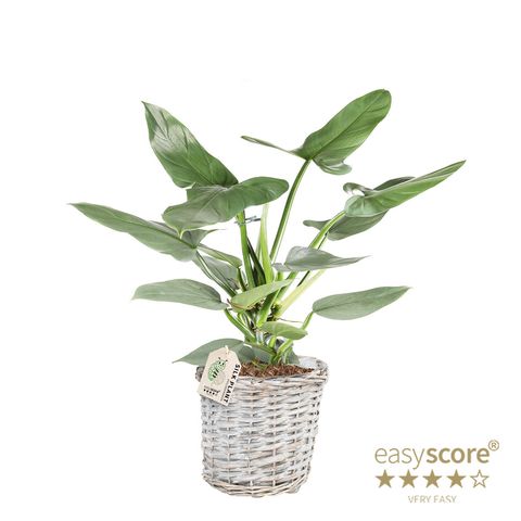 Philodendron hastatum 'Silver Sword'