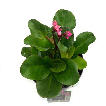Bergenia cordifolia 'Eroica'