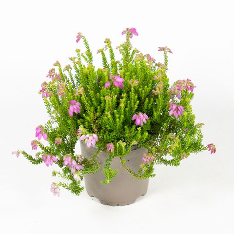 Erica x stuartii