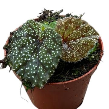 Begonia curtisii 'Galaxy'