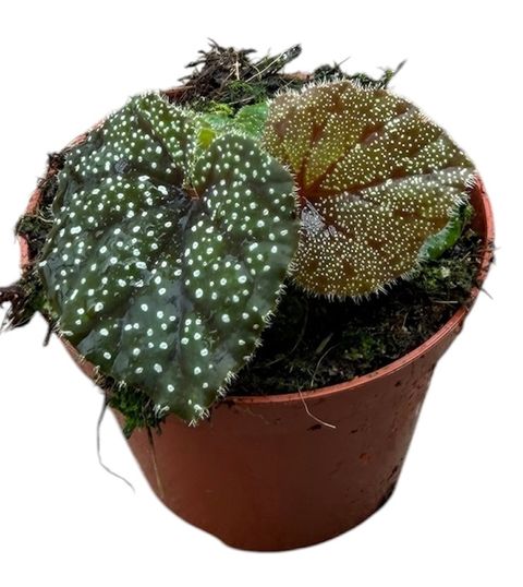 Begonia curtisii 'Galaxy'