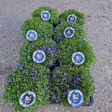 Isotoma fluviatilis 'Dark Blue'