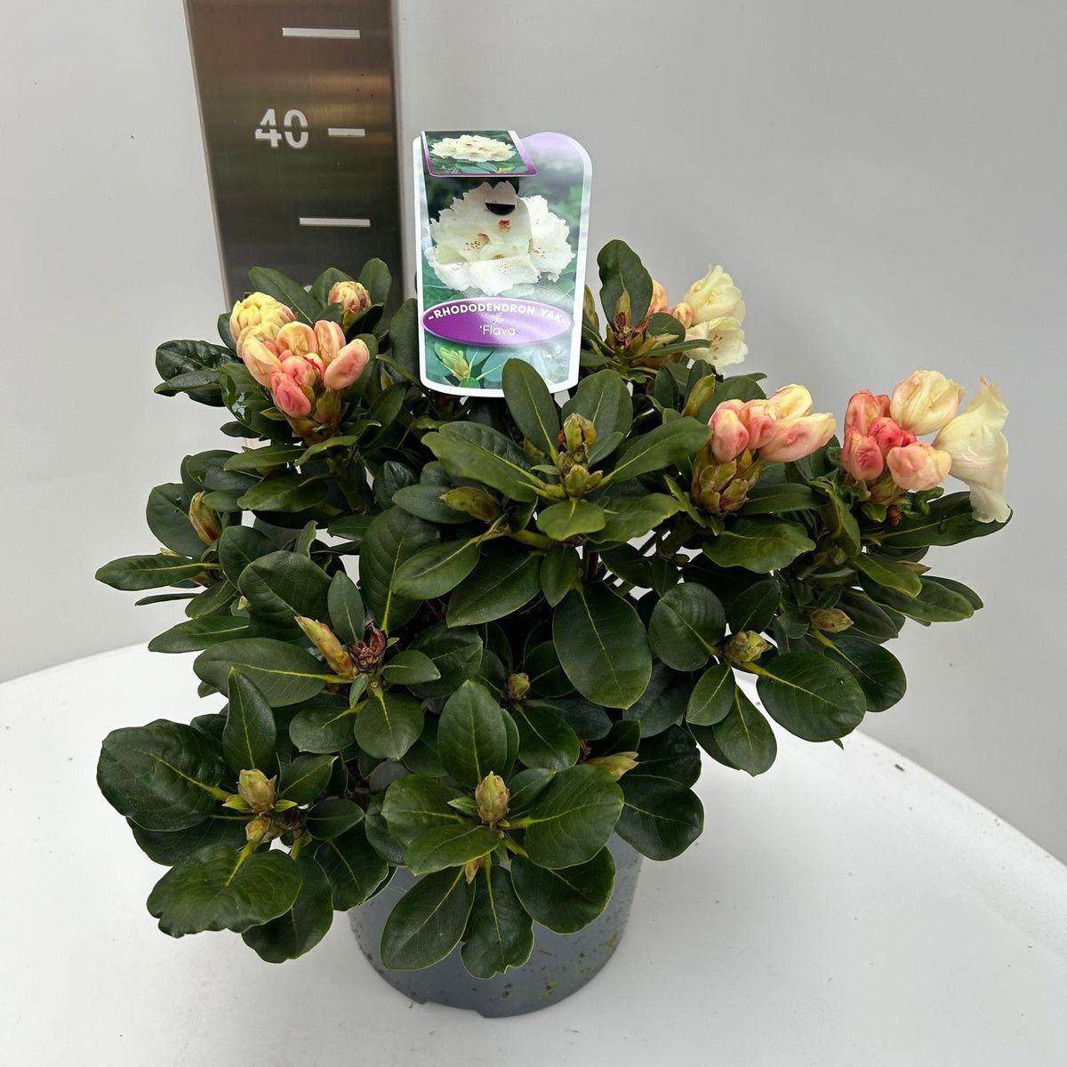 Rhododendron 'Flava'  Plant Wholesale FlorAccess