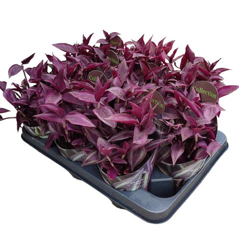 Tradescantia 'Purple Passion'