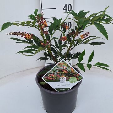 Mahonia UNGLEWHISPER