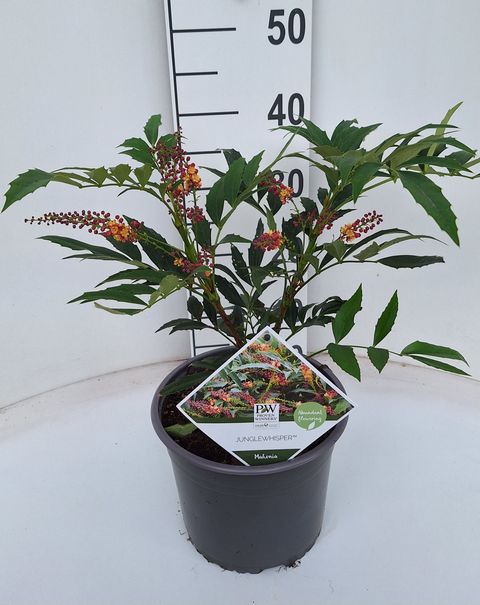 Mahonia UNGLEWHISPER
