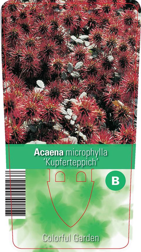 Acaena microphylla 'Kupferteppich'