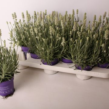Lavandula x intermedia 'Edelweiss'
