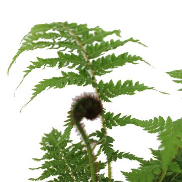 Cyathea cooperi