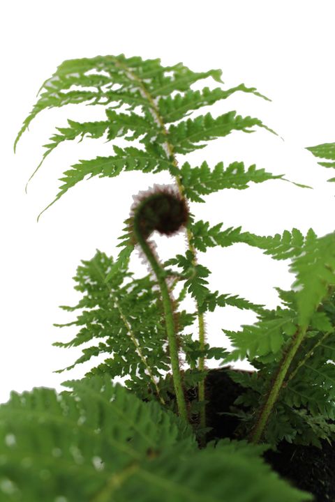 Cyathea cooperi