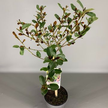 Magnolia laevifolia GAILS FAVOURITE