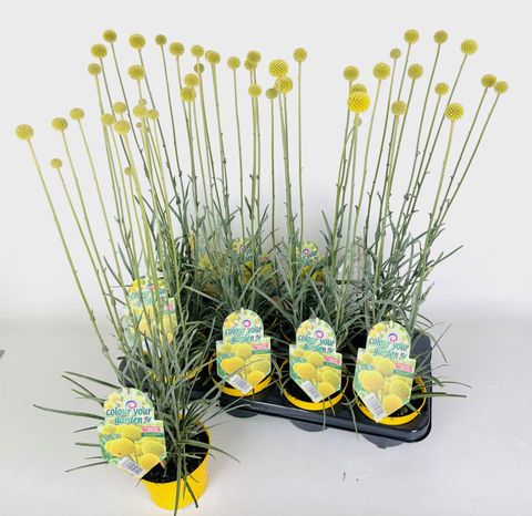 Craspedia globosa 'Golf Beauty' — Pflanzengroßhandel FlorAccess