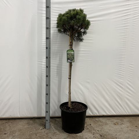 Pinus mugo 'Mops'