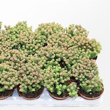 Crassula 'Tom Thumb'