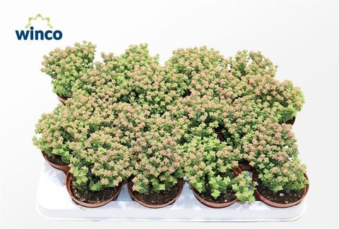Crassula 'Tom Thumb'