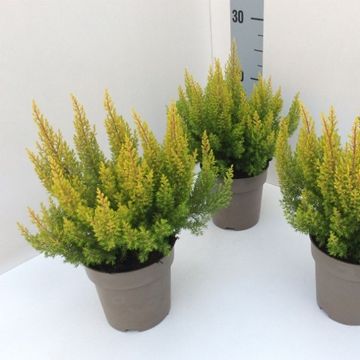 Erica arborea 'Estrella Gold'