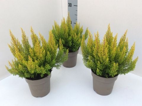 Erica arborea 'Estrella Gold'