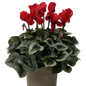 Cyclamen persicum SUPER SERIE S REMBRANDT RED