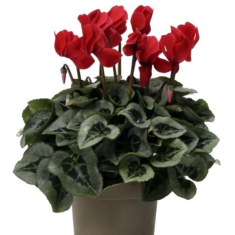 Cyclamen persicum SUPER SERIE S REMBRANDT RED — Plant Wholesale FlorAccess