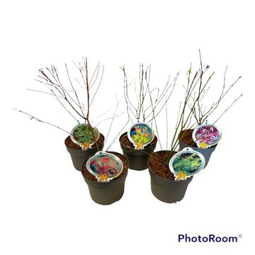 Acer palmatum MIX