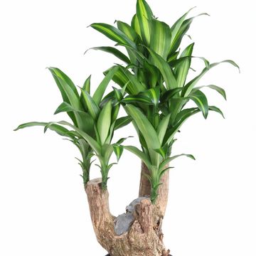 Dracaena fragrans 'Massangeana'
