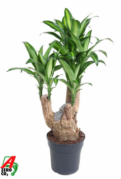 Dracaena fragrans 'Massangeana'