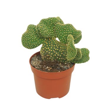 Opuntia microdasys 'Cristata'