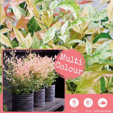 Nandina domestica 'Twilight'