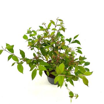 Viburnum plicatum 'Watanabe'