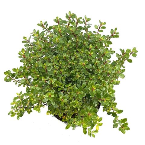 Escallonia 'Red Dream'