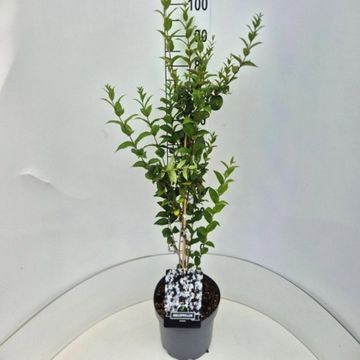 Abeliophyllum distichum