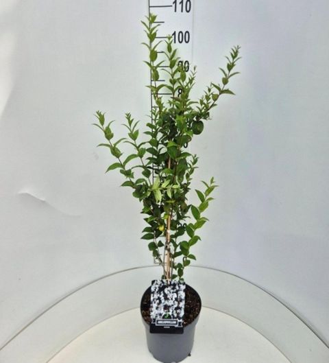 Abeliophyllum distichum