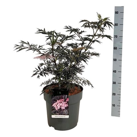 Sambucus nigra BLACK LACE