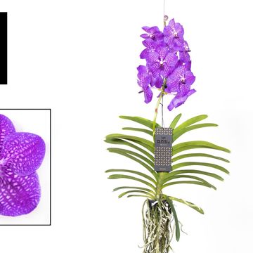 Vanda NEW BLUE