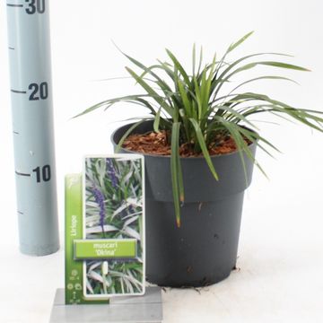 Liriope muscari 'Okina'
