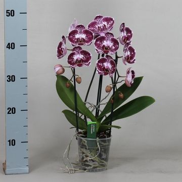 Phalaenopsis ASIAN PEARL