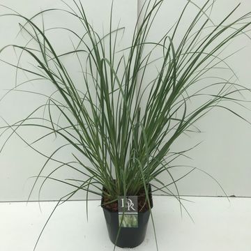 Cortaderia selloana 'Pumila'