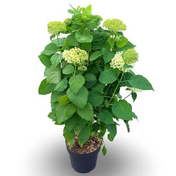 Hydrangea arborescens 'Annabelle'