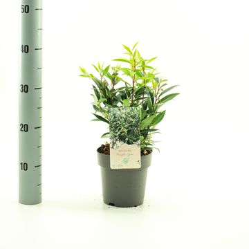 Sarcococca hookeriana PURPLE GEM