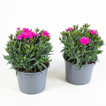 Dianthus caryophyllus 'Peman'